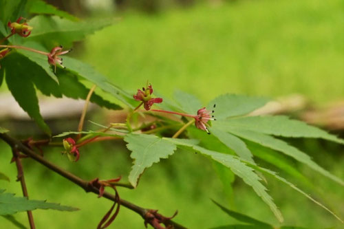 イロハモミジとは,いろはもみじの雄花と両性花