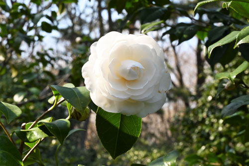 本所白（ほんじょじろ）