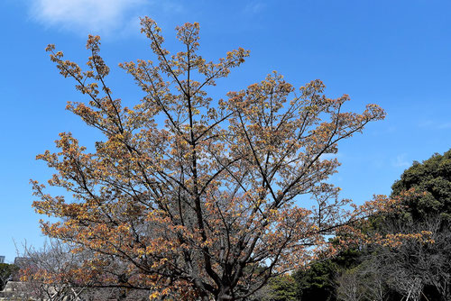 カンザクラ,植木