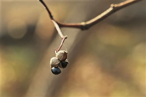 イヌザンショウ