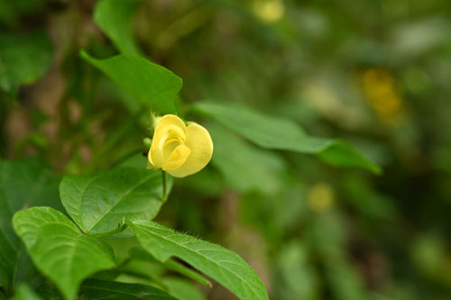 小豆の花