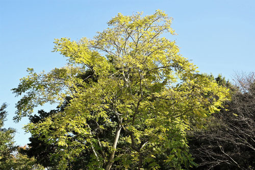 キハダの木,きはだ,植物