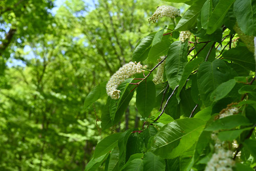 5月に花が咲く木
