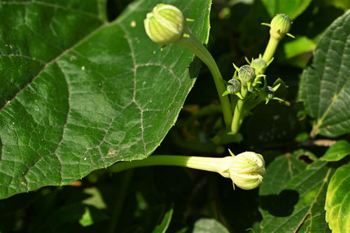 カラスウリの花はどんな花ですか,からすうり
