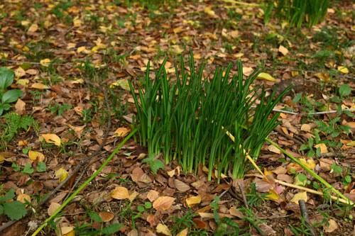 ひがんばな,葉っぱ