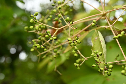 こしあぶら,植物,コシアブラの木