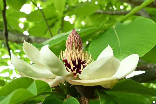Japanese white bark magnolia