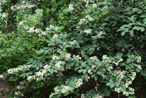 コトネアスターの花,ことねあすたー