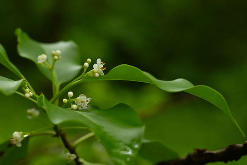 そよご,樹木,開花期