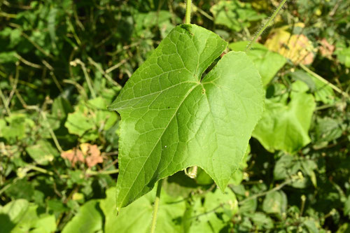 葉っぱ,あれちうり,アレチウリ