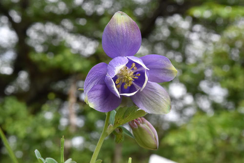オダマキの花