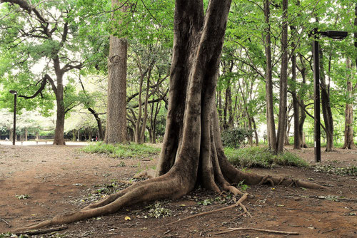 ムクノキ,椋木,特徴,樹木