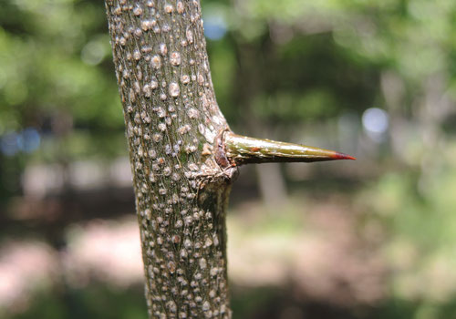 Silkworm thorn