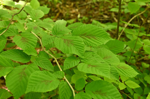 みやまがまずみ,樹木,植物