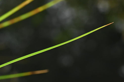 イグサ,植物,いぐさ