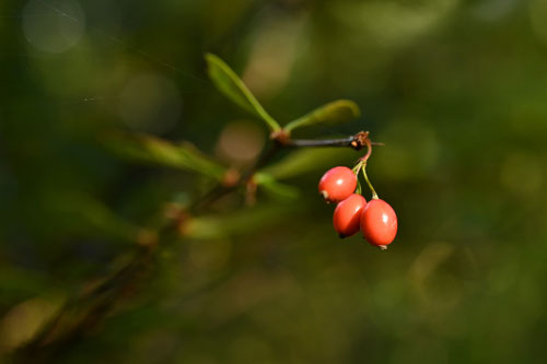 赤い果実