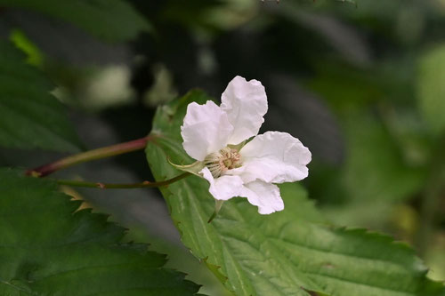 木いちごの木,もみじいちご,植物