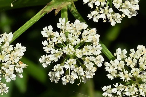 毒がある植物