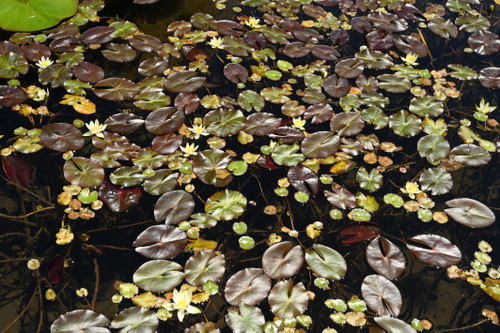 ひつじぐさ,水草