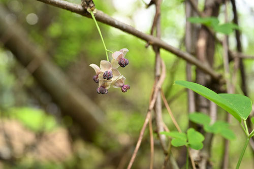 flower of Japanese five leaf akebia