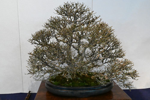 bonsai,nisikigi