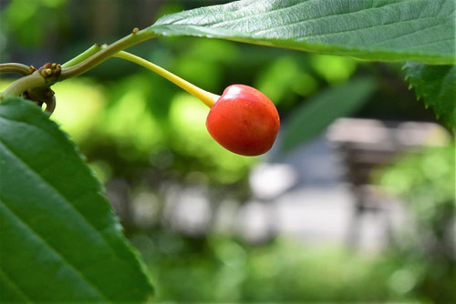 河津桜の実