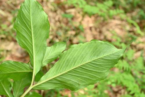 マムシグサ,まむしくさ,葉っぱ,蝮草