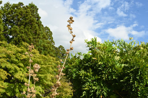 Hollyhock