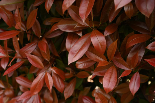 葉が赤くなる木,一覧,種類,植物