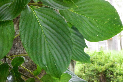 水木の葉っぱ,樹木,ミズキ,みずき,植物