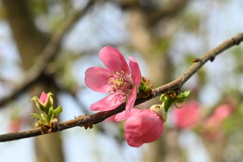 かりんの木,開花時期,特徴