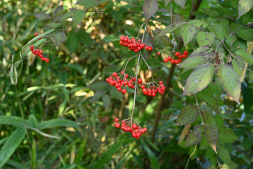 赤い実のなる木の名前,春,夏,秋,冬,食べられる
