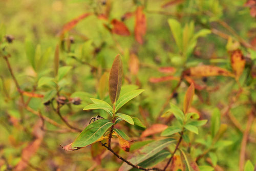 Chinese hypericum