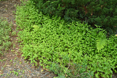 野紺菊,特徴