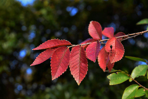 アキニレ,紅葉,画像,あきにれ