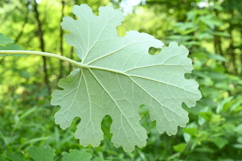 タケニグサ,たけにぐさ,植物