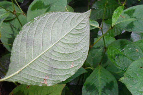 水引,植物