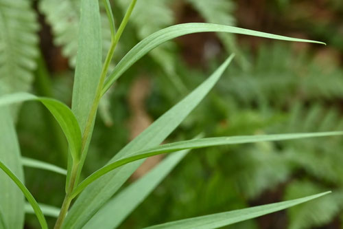 貝母,植物
