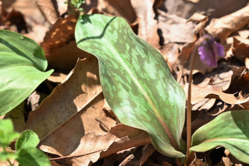 カタクリの花,かたくり,植物,Dogtooth violet　