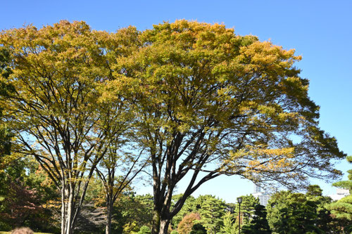 紅葉する大きな木