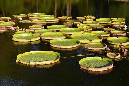 おおおにばす,植物
