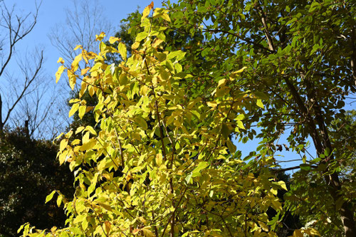 香りの良い黄色い花の木