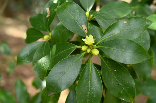 シキミ,しきび,シキビ,植物,しきみ
