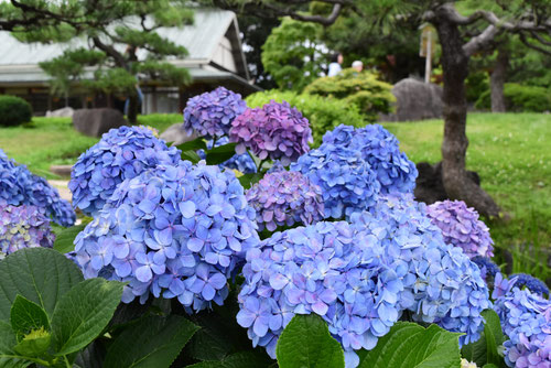 紫陽花の花