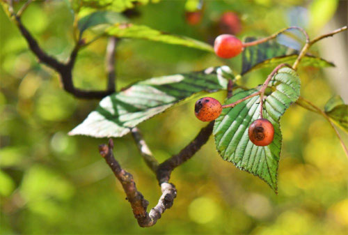 アズキナシ - 庭木図鑑 植木ペディア