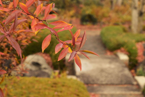 コデマリの木,紅葉