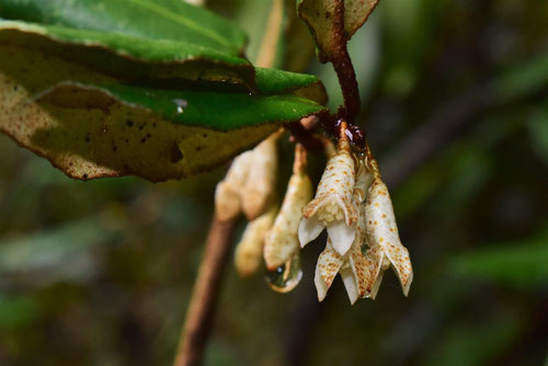 Thorny elaeagnus,flower