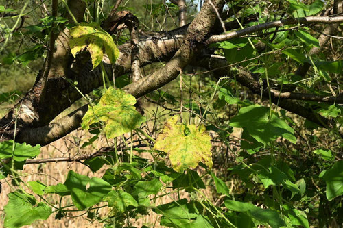 アレチウリ,葉が黄色くなる,あれちうり