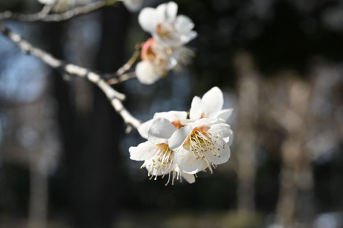 ウメ,梅の木,白梅,画像,うめ
