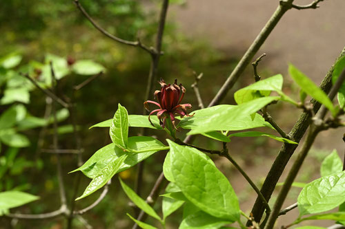 匂い蝋梅の花